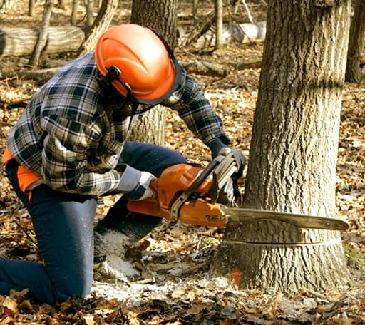 Tree Removal in Brussels, IL